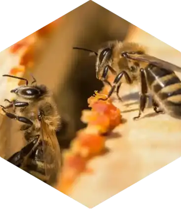 Propolis